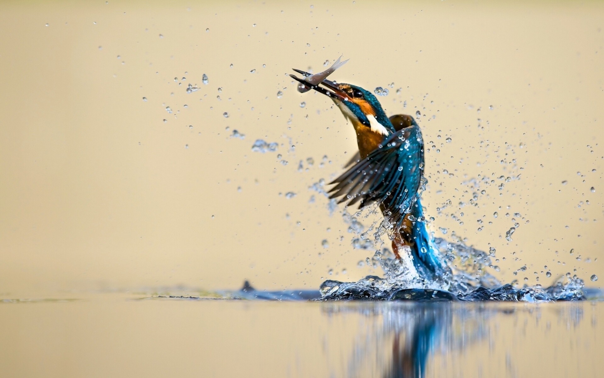 aves captura aerosol martín pescador agua