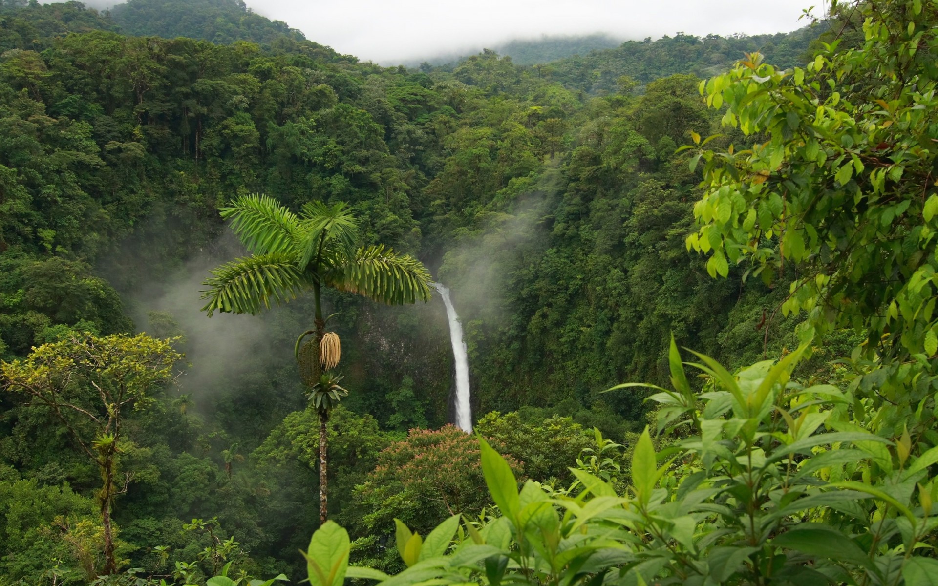 jungle waterfall green summer leave