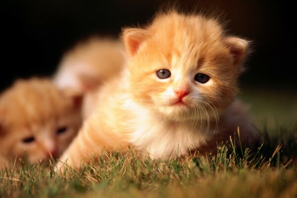 Gatitos pelirrojas en la hierba