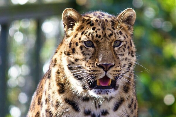 Der schnurrbärtige Leopard zeigt die Zunge