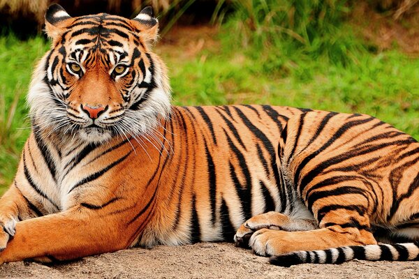 Odpoczywający Tygrys leży na ziemi
