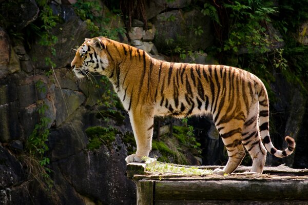 Le tigre se dresse sur la falaise elle-même