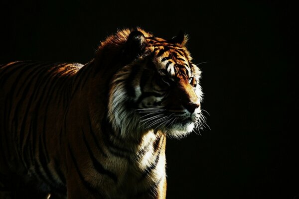 A tiger is a wild cat on a dark background