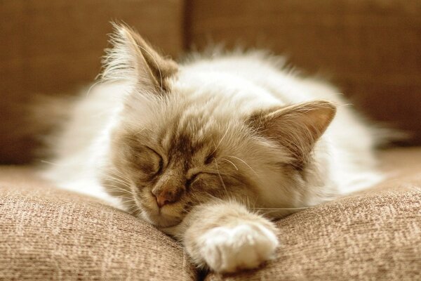 El gato peludo duerme Dulcemente