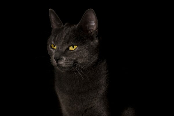 Beautiful grey cat on a black background