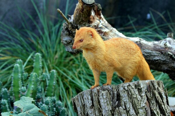 Beautiful golden marten