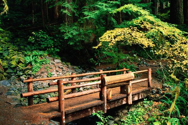 Kleine Holzbrücke im Wald