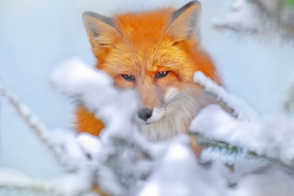 Red fox on a background of white snow