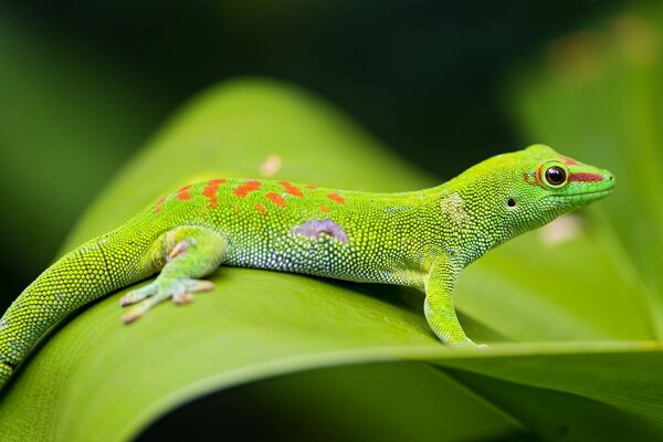 Lézard ressemblant à un Gecko