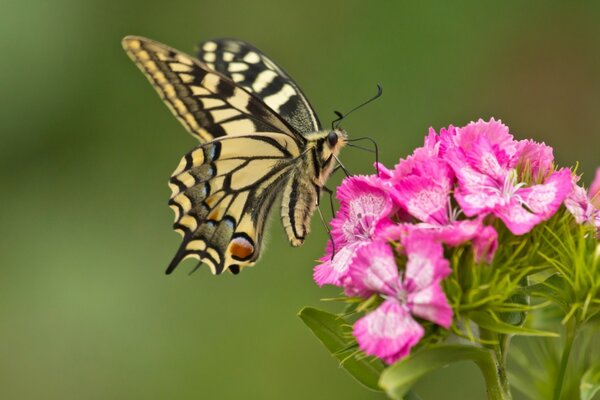 Micro disparo de mariposa y flor