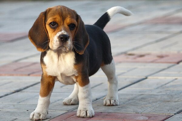 El perro es el mejor amigo del hombre