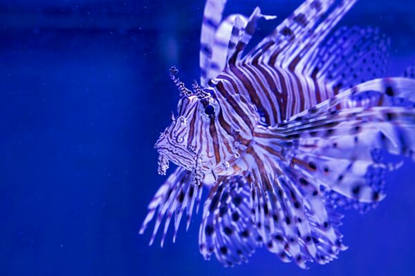 Bright zebra fish with long fins