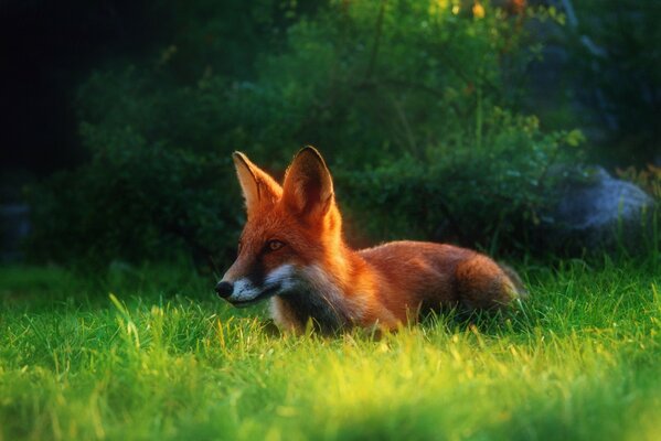 Young red fox in green grass