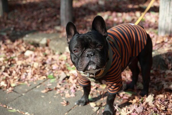 Bouledogue français dans une veste rayée en laisse à l automne sur une promenade en regardant la caméra