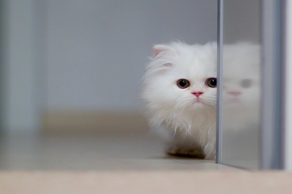 A white cat peeks around the corner