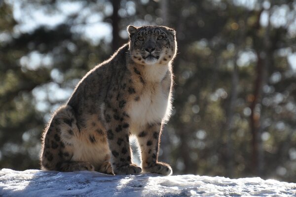 Gato salvaje leopardo