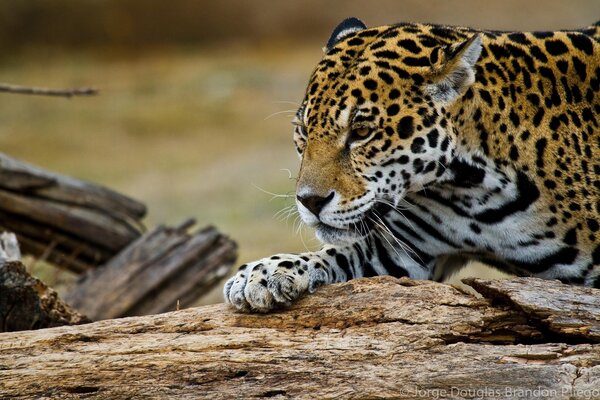 Bella Jaguar ruba me su un albero