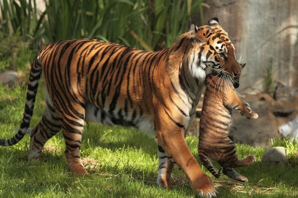 Mama-Tiger trägt ein Jungtier in den Zähnen