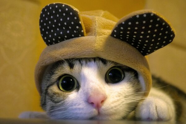 Kot z dużymi oczami w czapce
