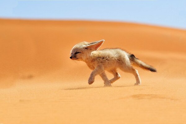 A little fox cub runs across the sand