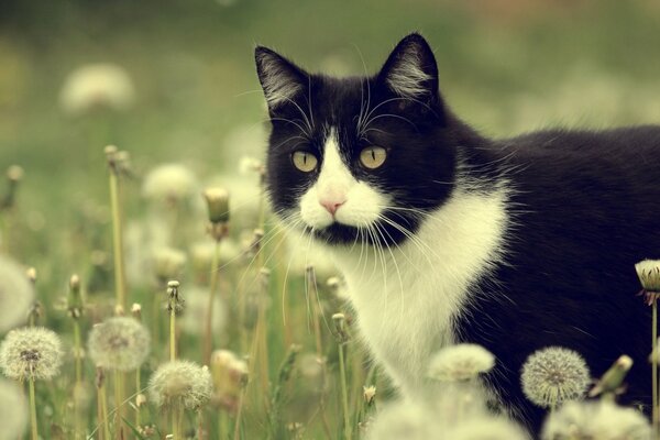 Gatto bianco e nero tra i denti di leone