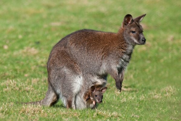 Ein Känguru mit Jungen in einer Tasche im Feld