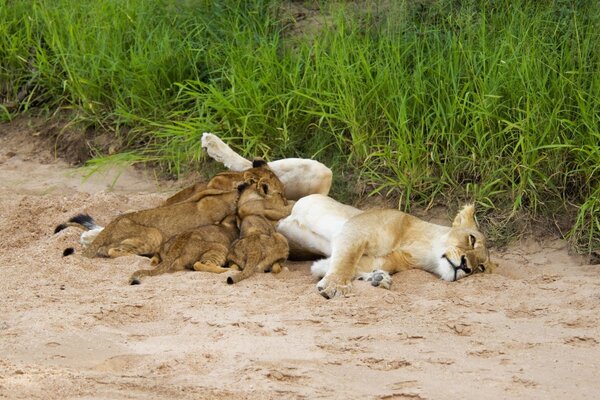 Leones tumbados en la arena