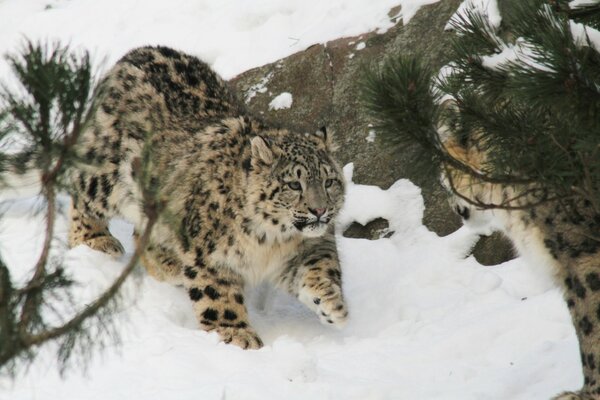 Chat sauvage se faufile dans la neige