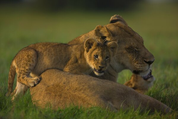 A lioness with a cub and lies on the grass