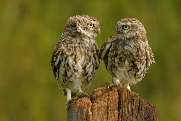 Two little owls look at each other