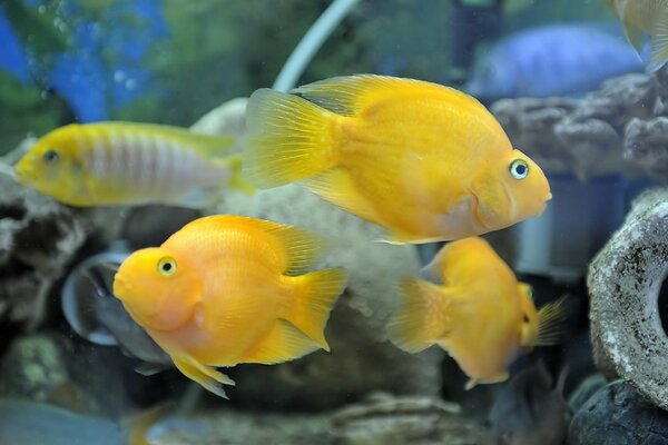 Gelbe Aquarienfische unter Steinen