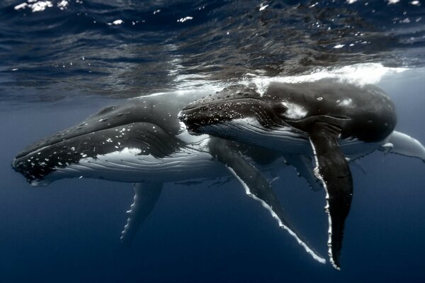 Magnifique océan et baleine pendant la plongée