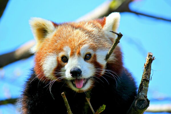 Panda rouge montre la langue