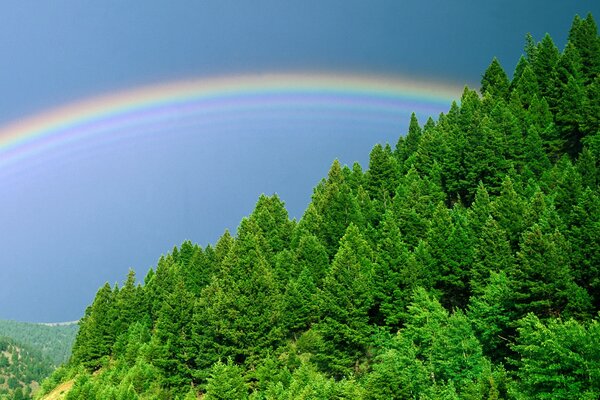 Alberi della foresta verde sotto il cielo arcobaleno