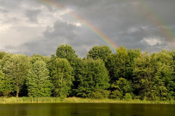 There is a rainbow in the sky above the forest after the rain