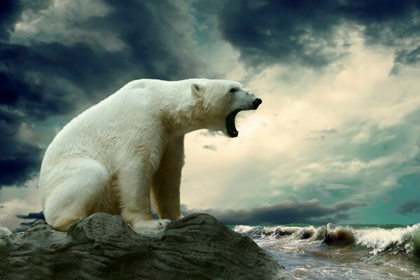 Большой белый медведь на камне