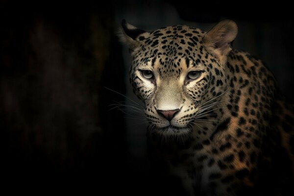 Leopard schaut im Dunkeln in die Kamera