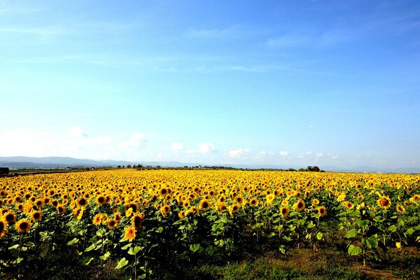 Bright summer landscape with sunflowers