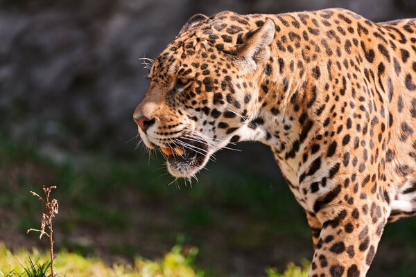 Jaguar jadea con la boca abierta