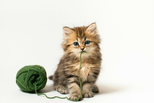 Chaton gris moelleux avec un enchevêtrement de fils verts