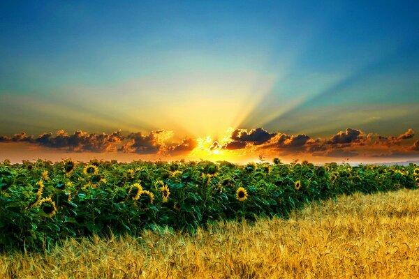 Burning wheat and sunflowers