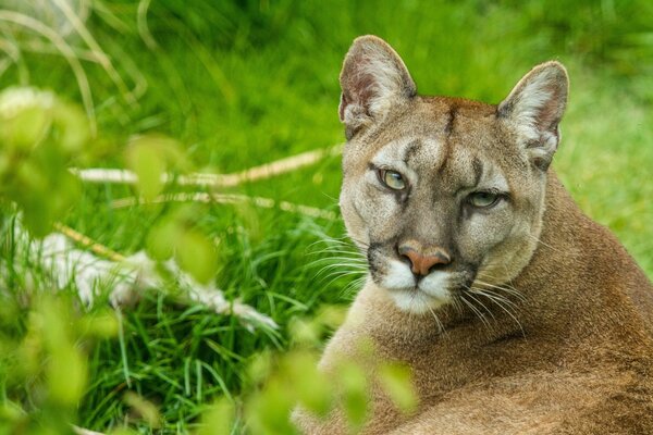 Puma sentado en la hierba