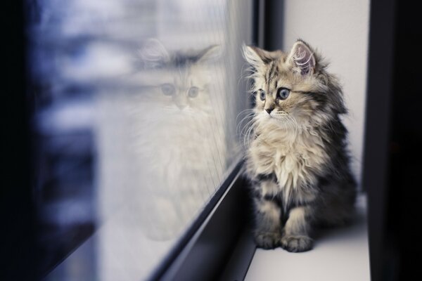 A sad cat on a pallet looks out the window