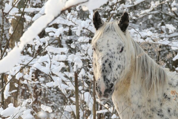 Caballo blanco en invierno entre los árboles