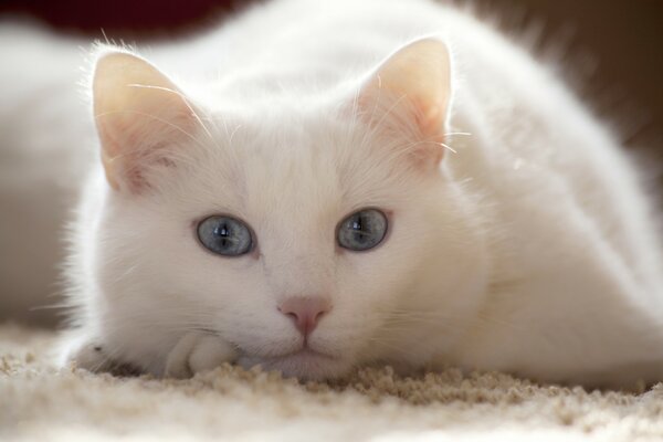 Liegt eine weiße Katze mit blauen Augen