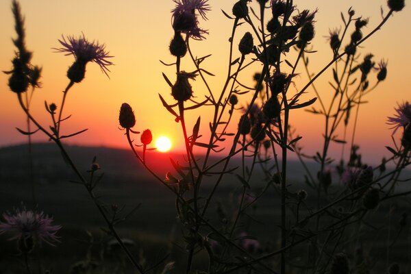 Foto eines schönen feurigen Sonnenuntergangs und Silhouette einer Pflanze