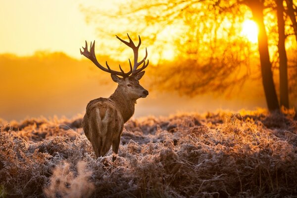 Cerf cornu au coucher du soleil de feu