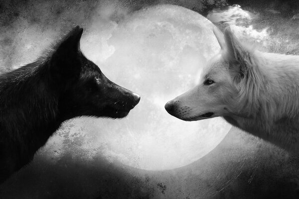 Black and white wolf look at each other in the moonlight