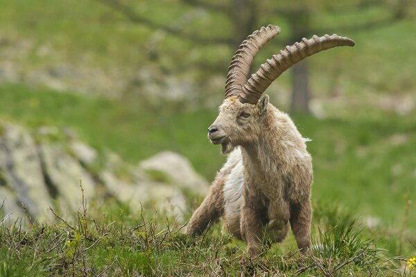 Goat with long horns