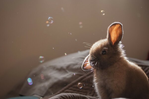 Lapin sur fond de bulles de savon